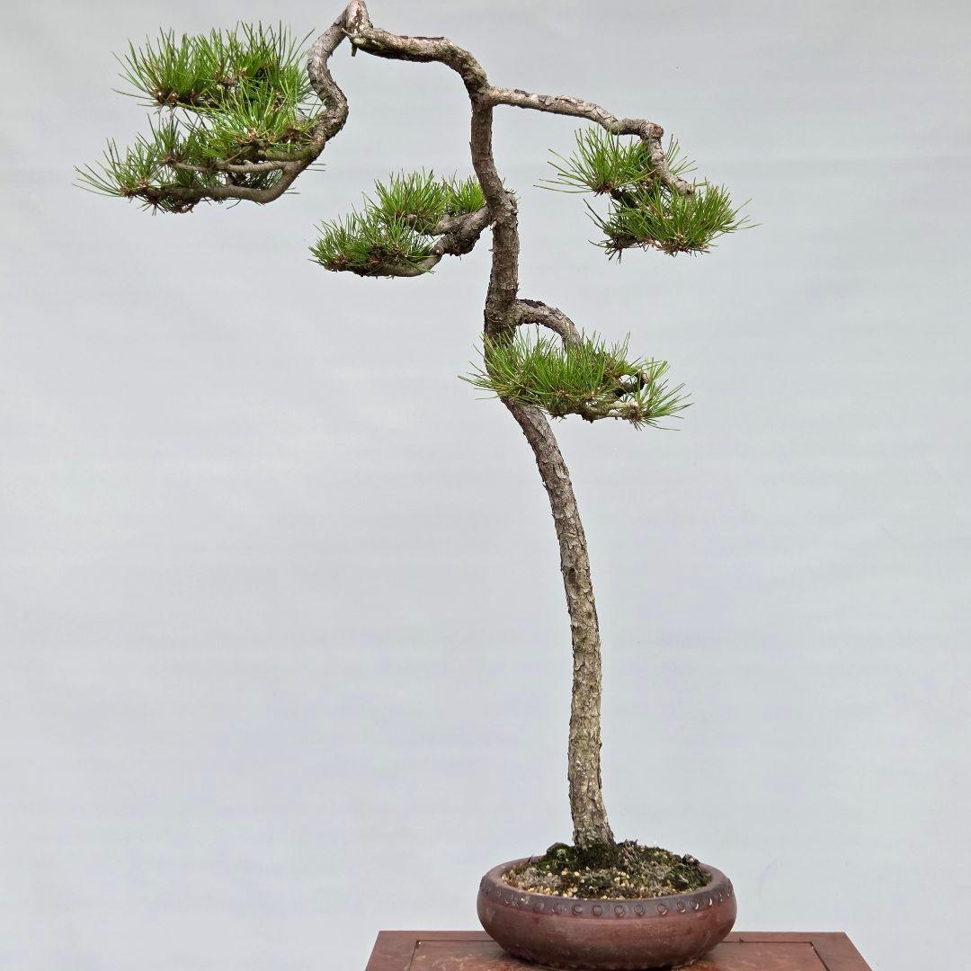 赤松　[文人木]　大品盆栽