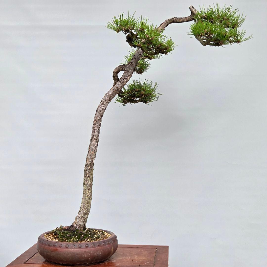 赤松　[文人木]　大品盆栽