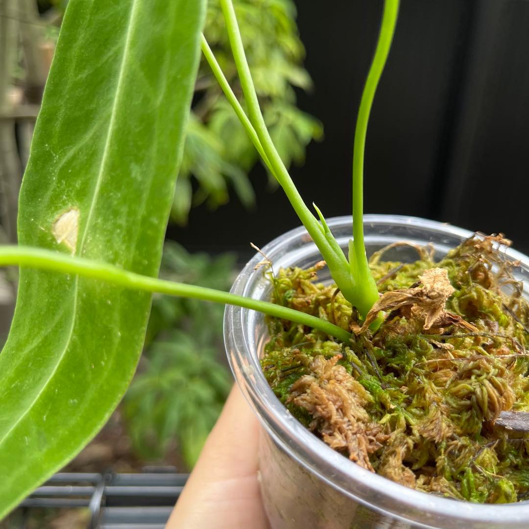 149 プリンスオブハート　Inverse crossing