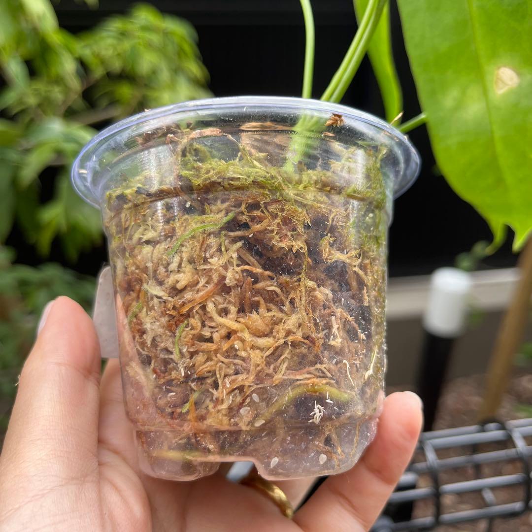 149 プリンスオブハート　Inverse crossing