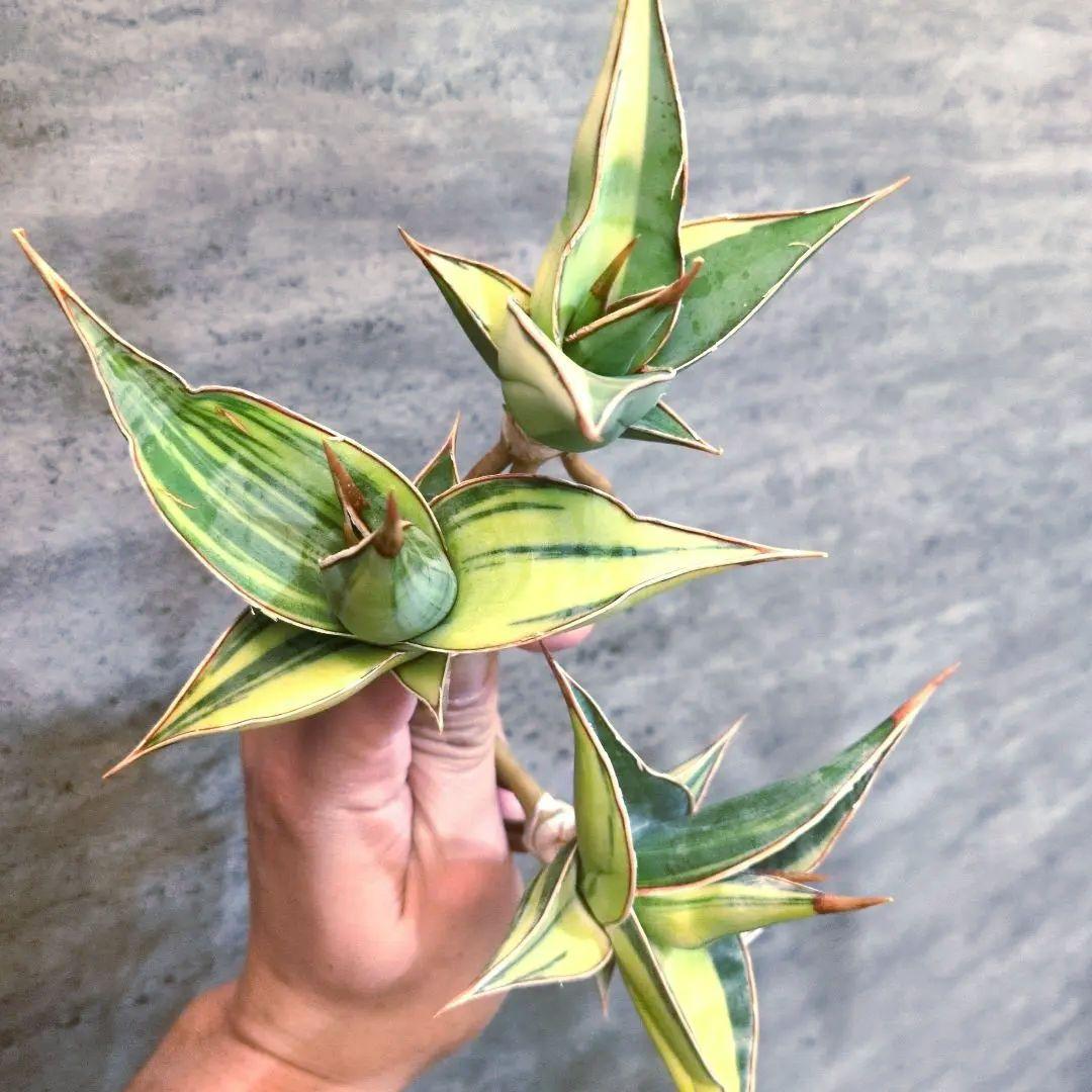 サンスベリア　ピングイキュラ　斑入り　3株セット　極上輸入株　ロリダ　多肉植物