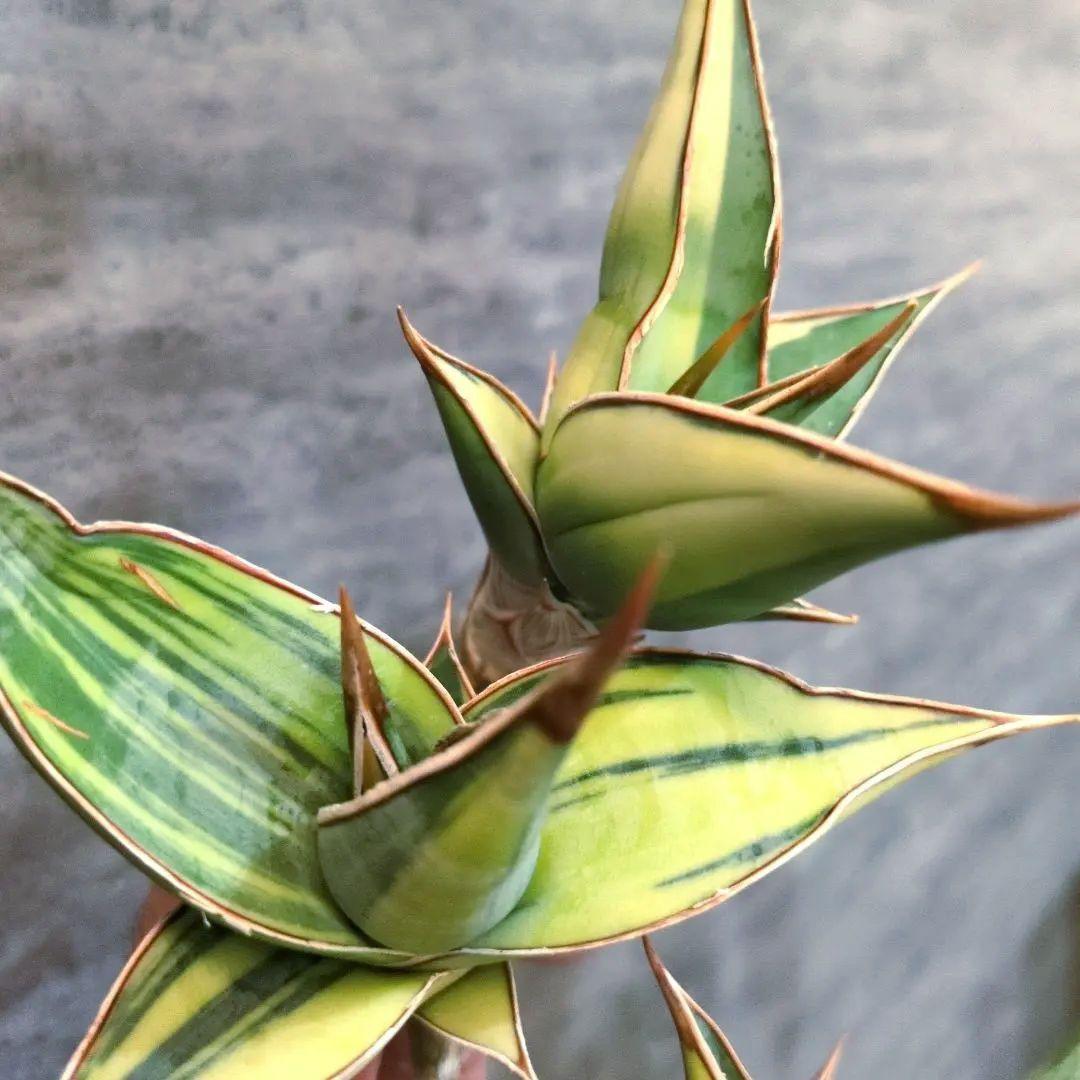 サンスベリア　ピングイキュラ　斑入り　3株セット　極上輸入株　ロリダ　多肉植物