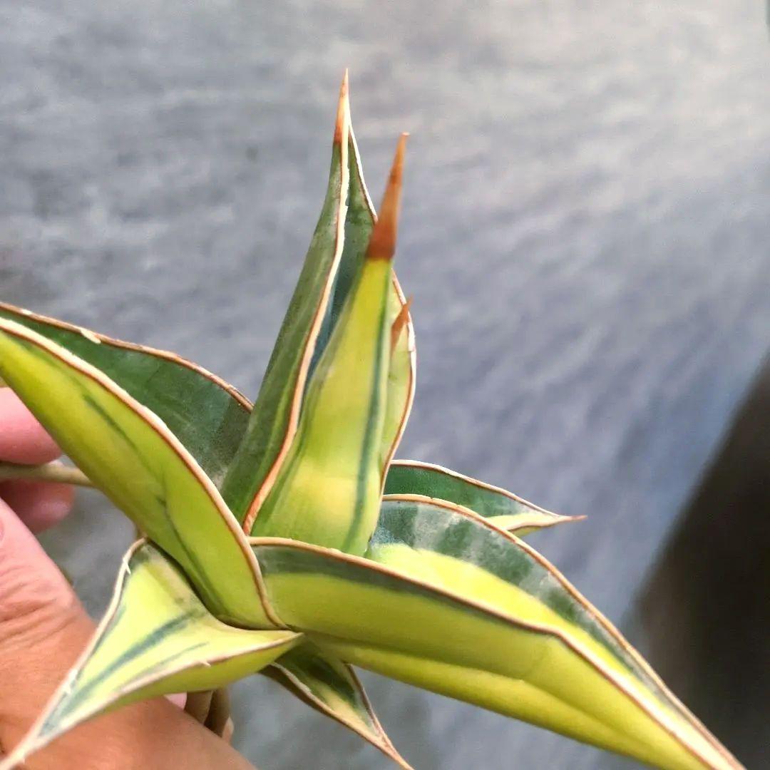 サンスベリア　ピングイキュラ　斑入り　3株セット　極上輸入株　ロリダ　多肉植物