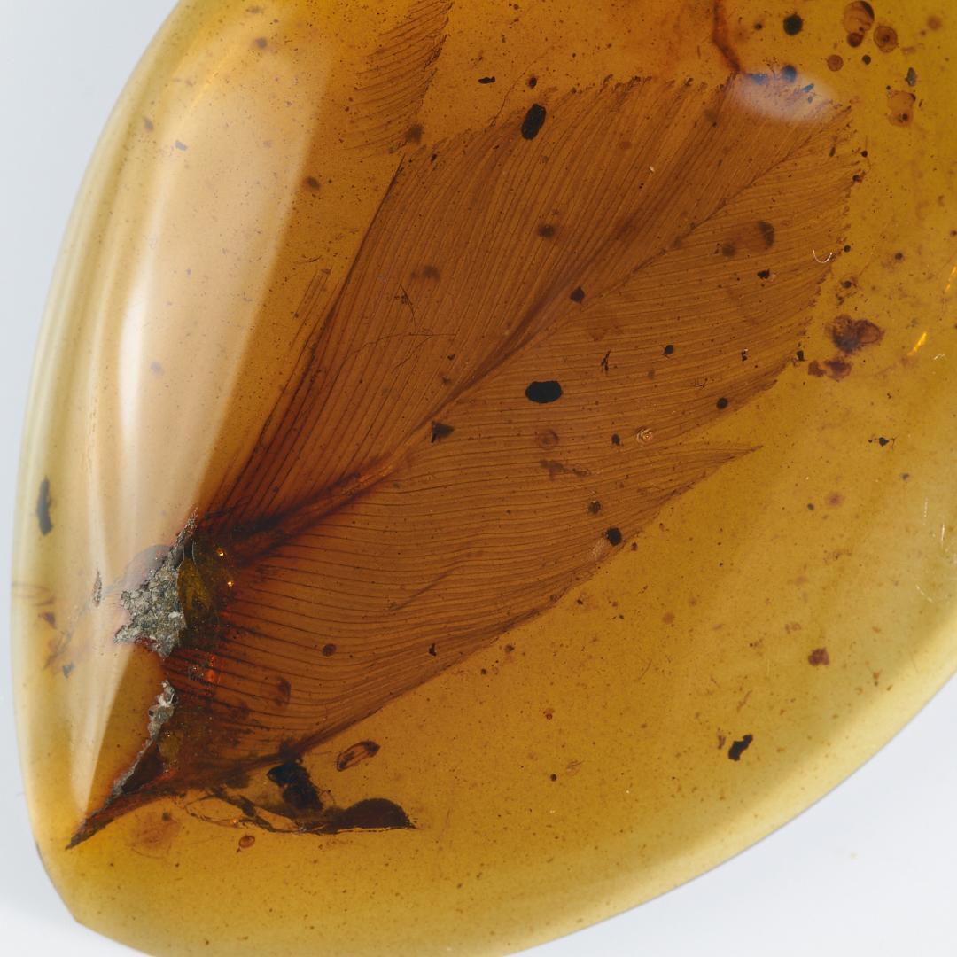 レア極上品 PA103虫入り琥珀化石　ミャンマーカムティかタナイ9900万年前