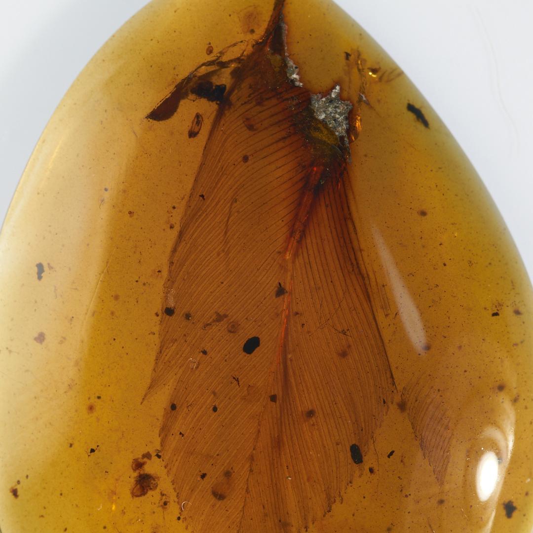 レア極上品 PA103虫入り琥珀化石　ミャンマーカムティかタナイ9900万年前