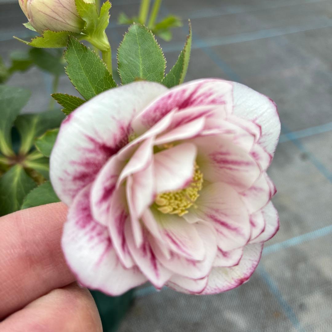 ⭐︎専用⭐︎ クリスマスローズ　超希少株　小輪かすりダブル　6寸