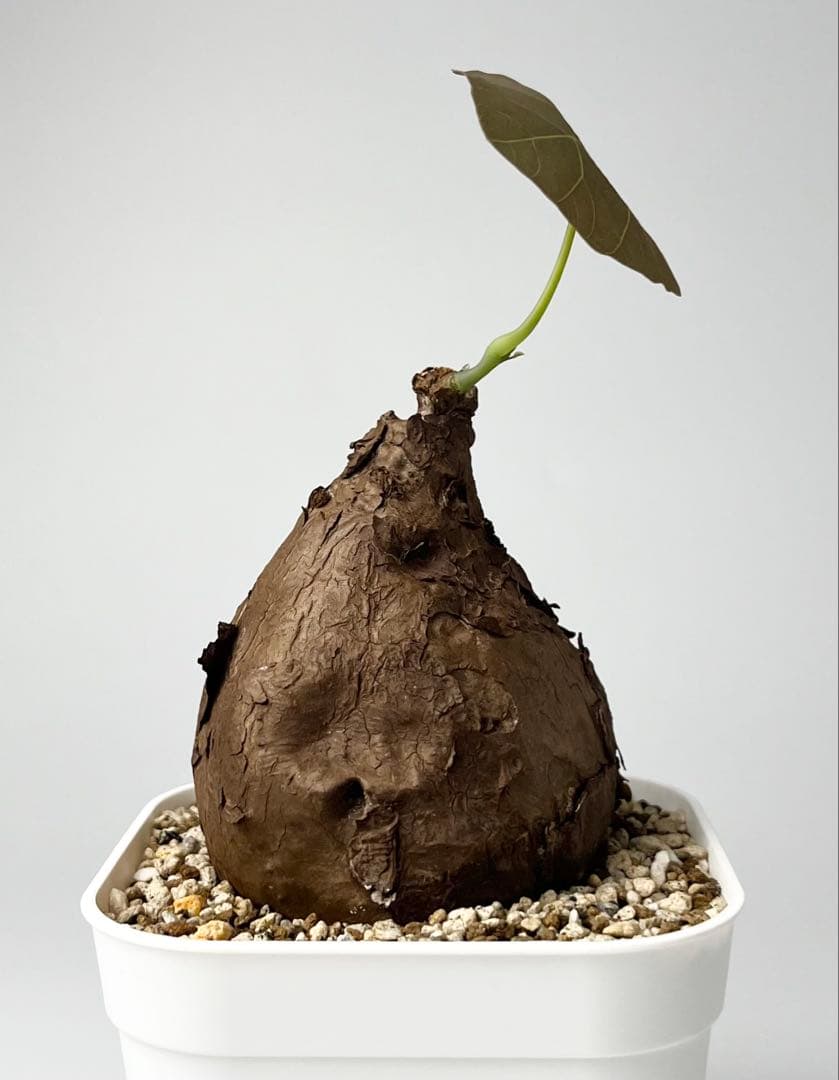 Nasu ステファニア カウィーサキー 鉢植え A-16