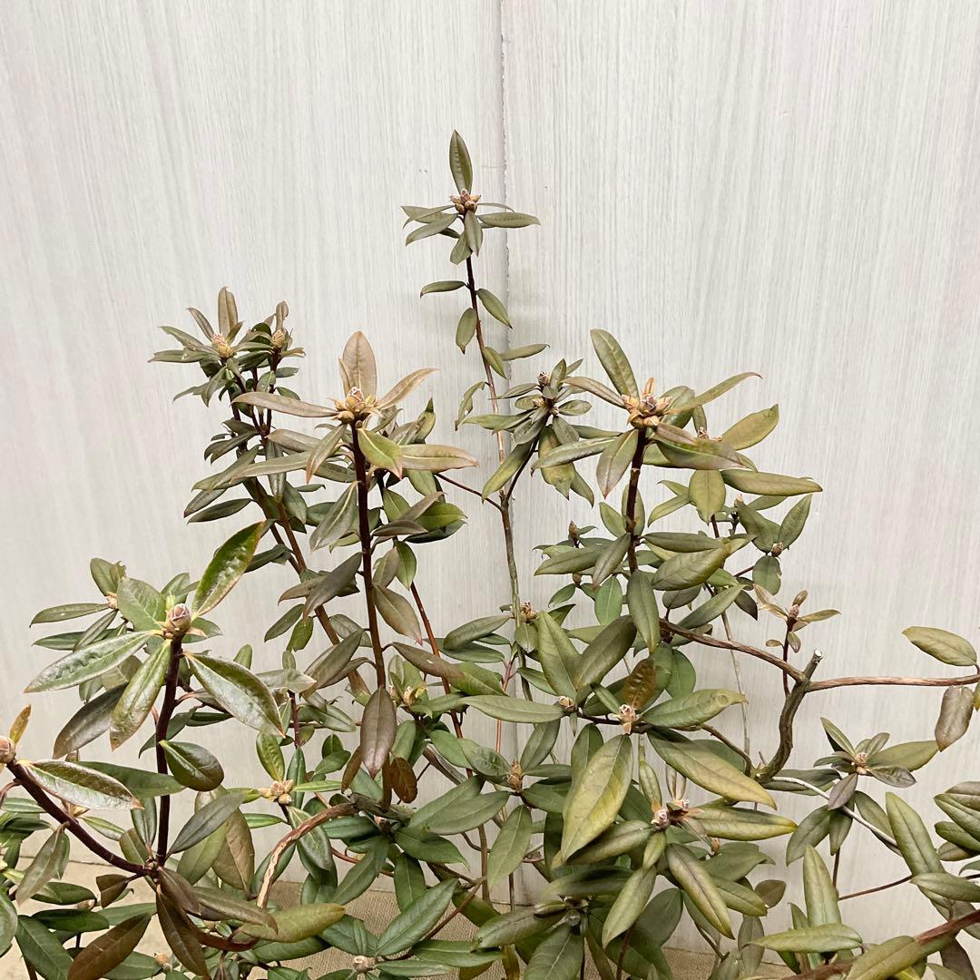 アンキャリーツツジ /98