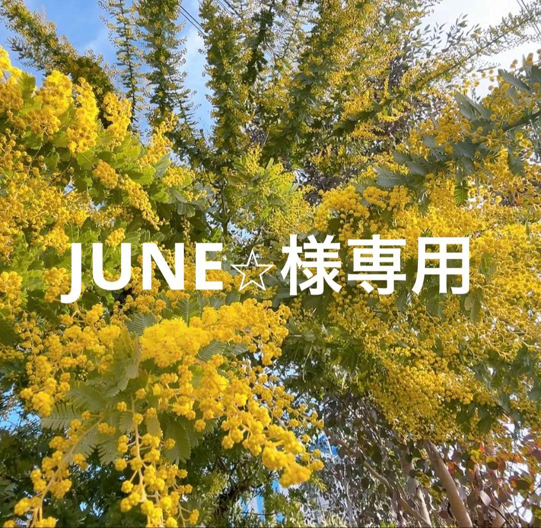 ミモザ８０サイズ１５本　JUNE