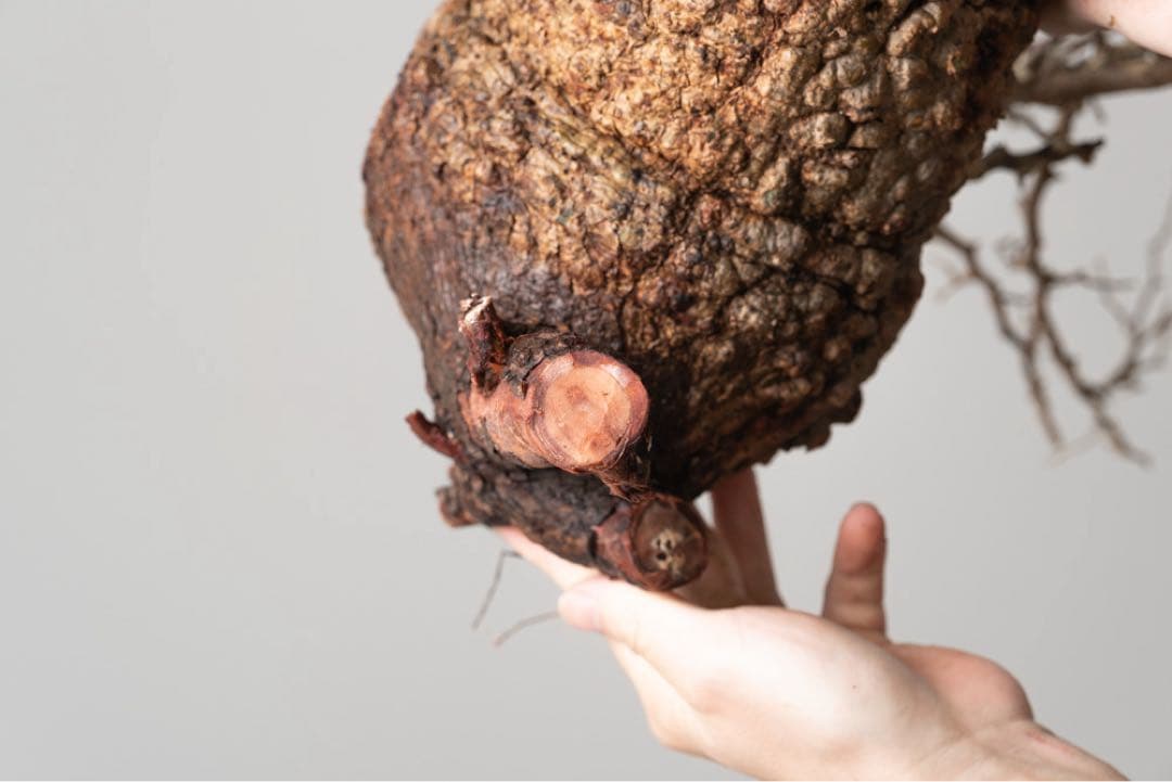 kk104 オペルクリカリア パキプス ベアルート株