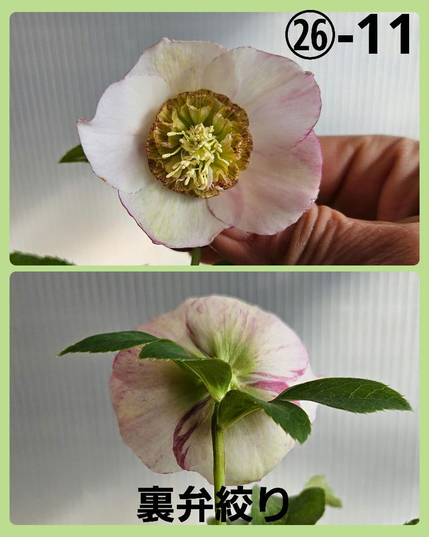 ★みぃ様ご購入苗㉖-11㉖-260クリスマスローズ