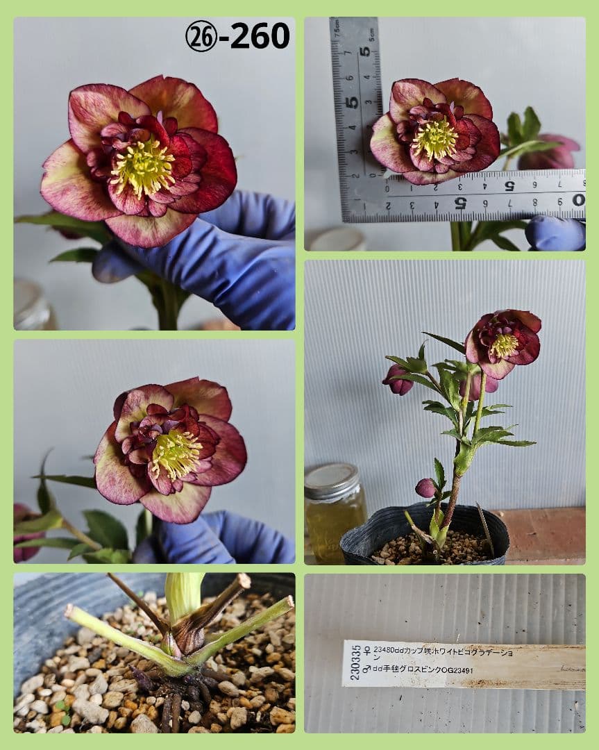 ★みぃ様ご購入苗㉖-11㉖-260クリスマスローズ