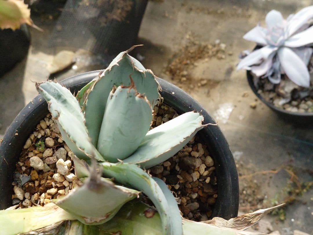 ホワイトアイス　裏トゲ　斑入り