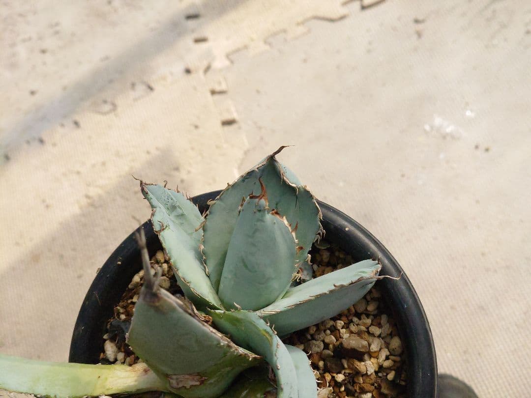 ホワイトアイス　裏トゲ　斑入り