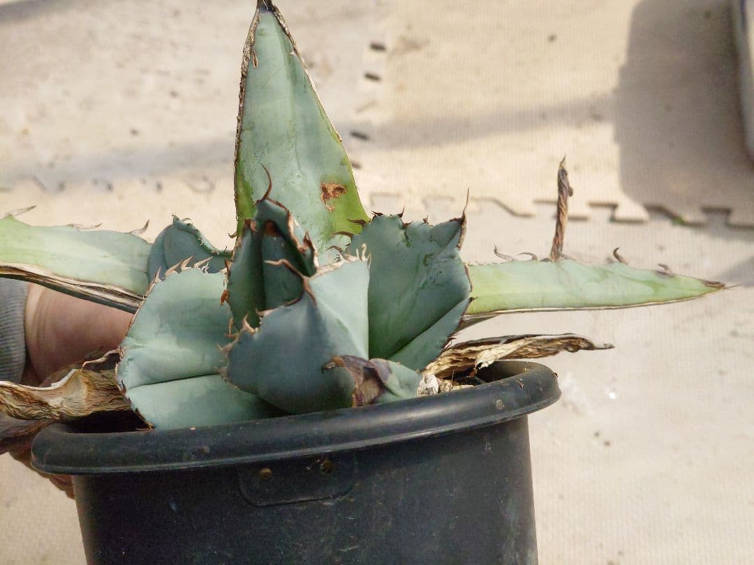 ホワイトアイス　裏トゲ　斑入り