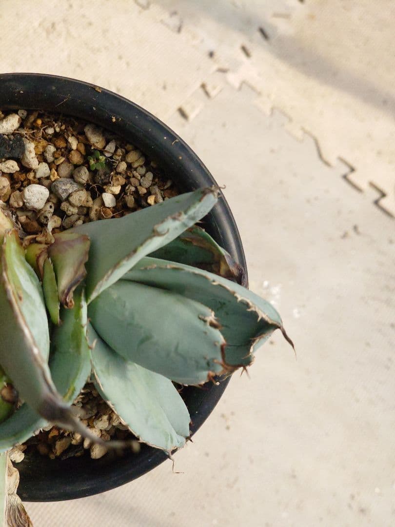 ホワイトアイス　裏トゲ　斑入り