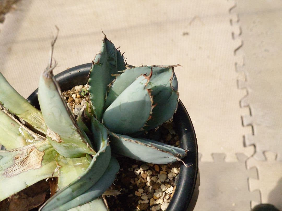 ホワイトアイス　裏トゲ　斑入り