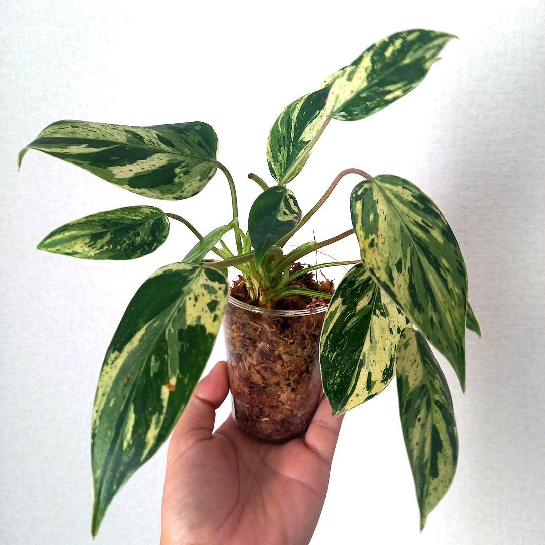 超希少 フィロデンドロン・エメラルドクイーン斑入