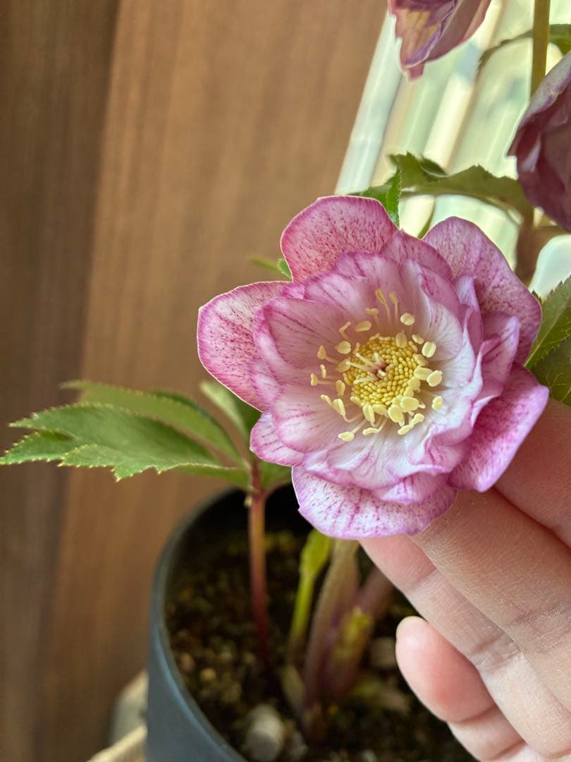 ♡広瀬園芸♡ 底白ピンクグラデーション