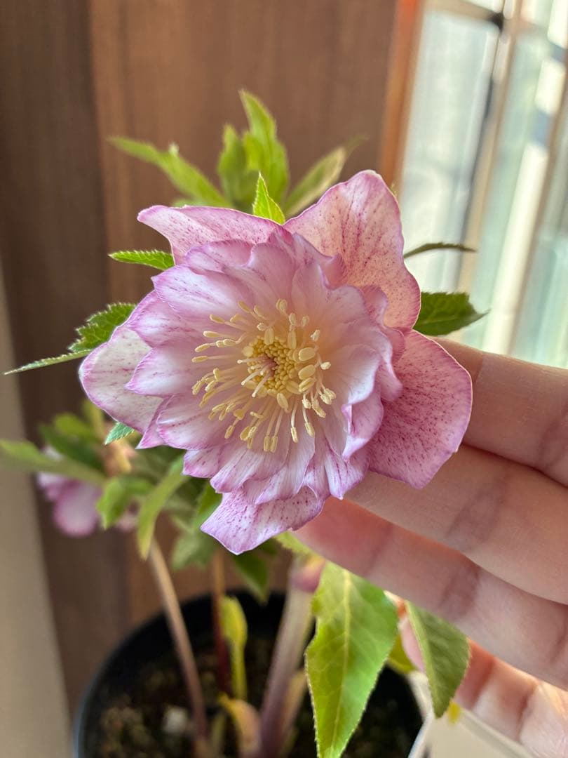 ♡広瀬園芸♡ 底白ピンクグラデーション