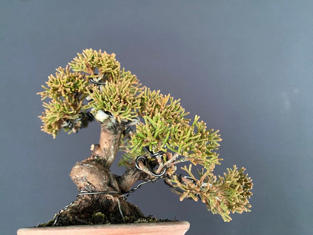 白木盆栽園　ミニ盆栽　糸魚川真柏　樹高9センチ　盆栽黒松赤松五葉松真柏観葉植物