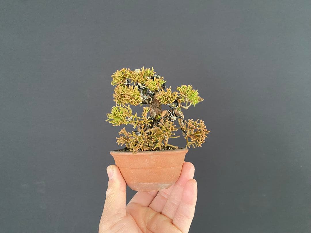 白木盆栽園　ミニ盆栽　糸魚川真柏　樹高9センチ　盆栽黒松赤松五葉松真柏観葉植物