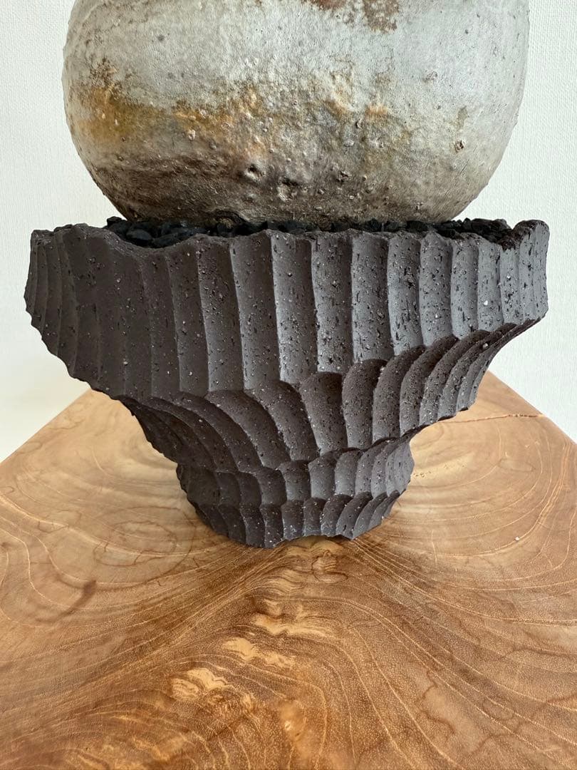 パキポディウム グラキリス 良型 大株 現地球 発根済み