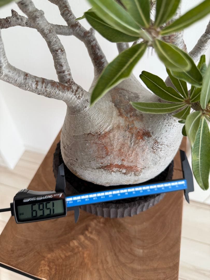 パキポディウム グラキリス 良型 大株 現地球 発根済み