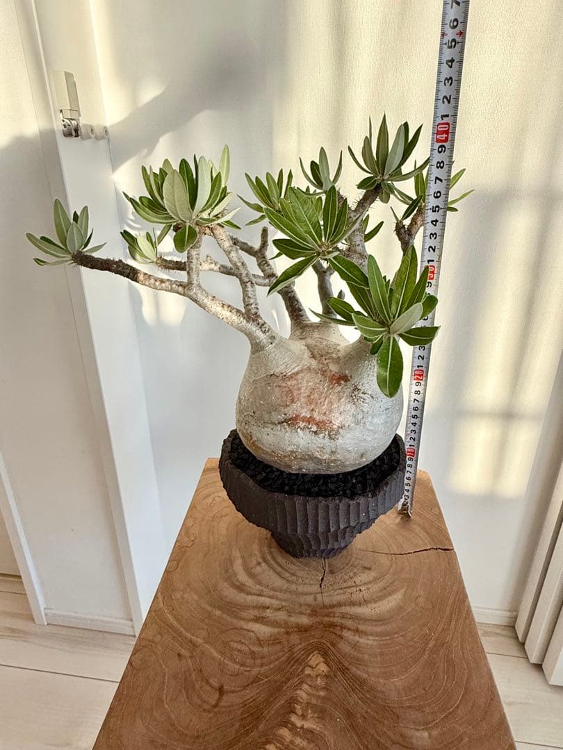 パキポディウム グラキリス 良型 大株 現地球 発根済み