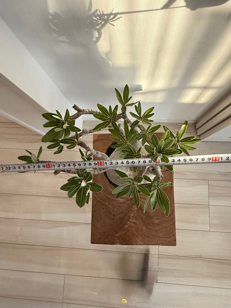 パキポディウム グラキリス 良型 大株 現地球 発根済み