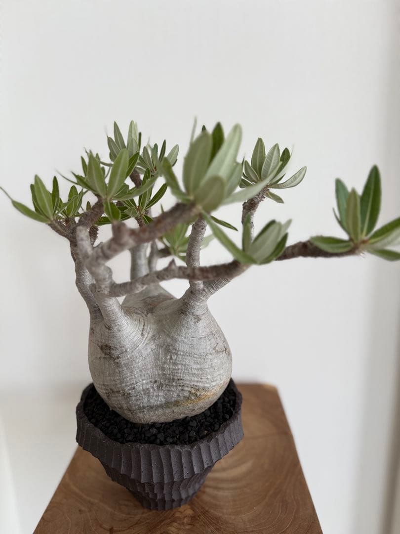 パキポディウム グラキリス 良型 大株 現地球 発根済み