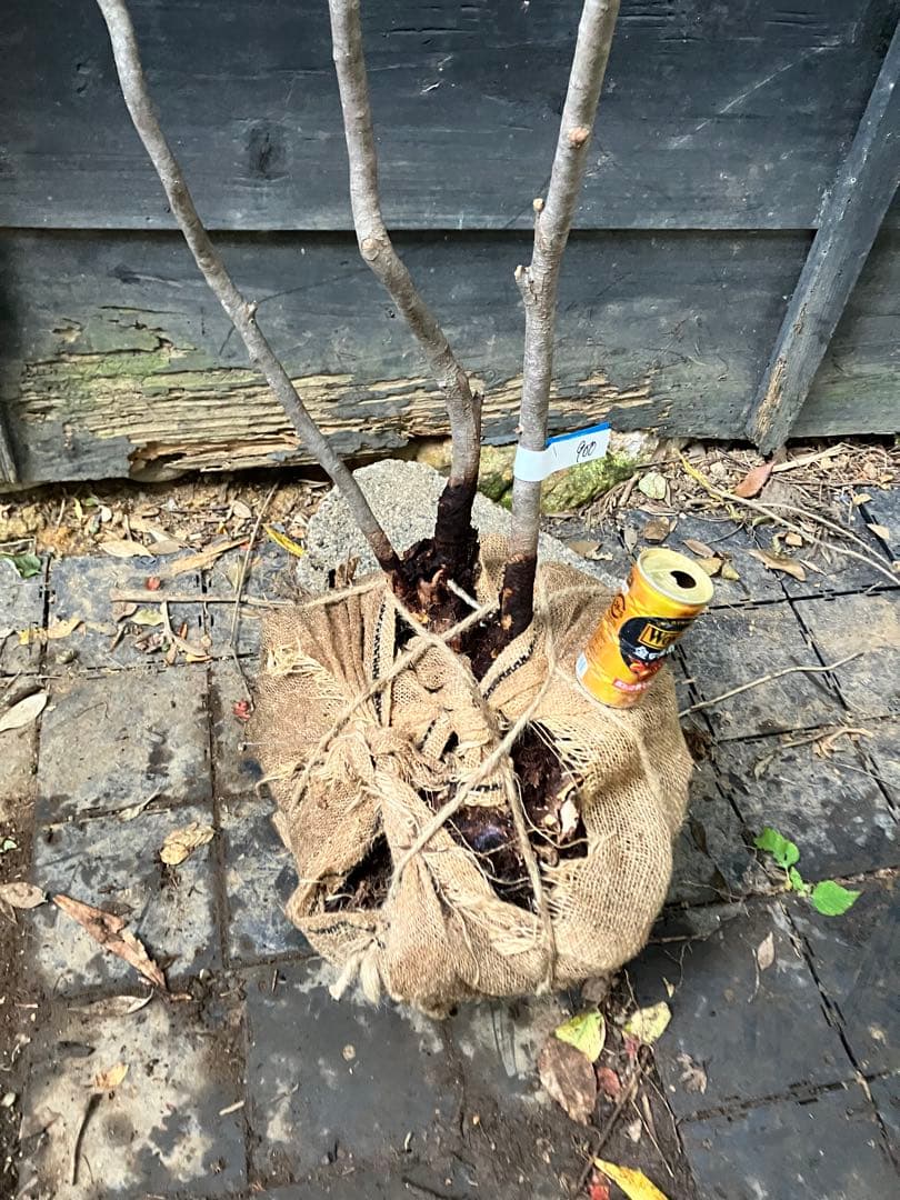 900 山採り　ナツハゼ