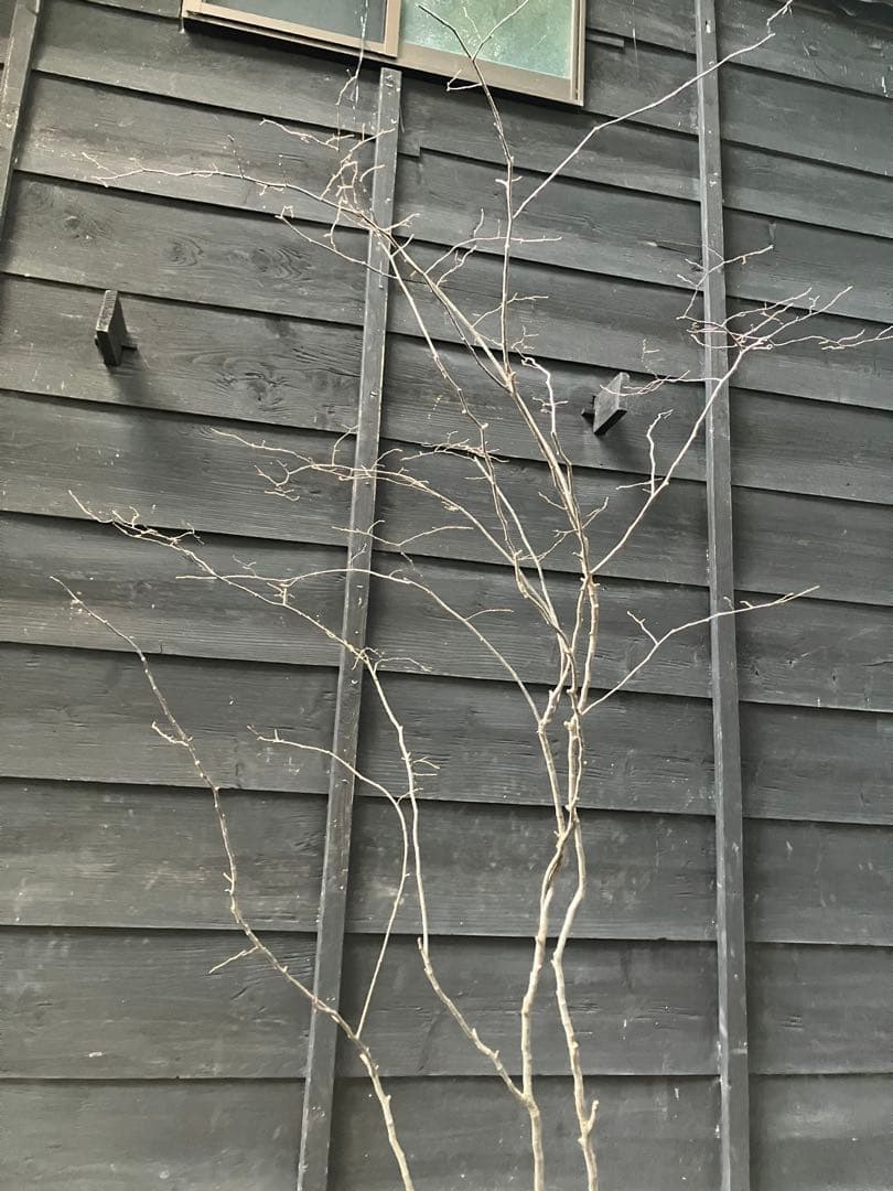 900 山採り　ナツハゼ