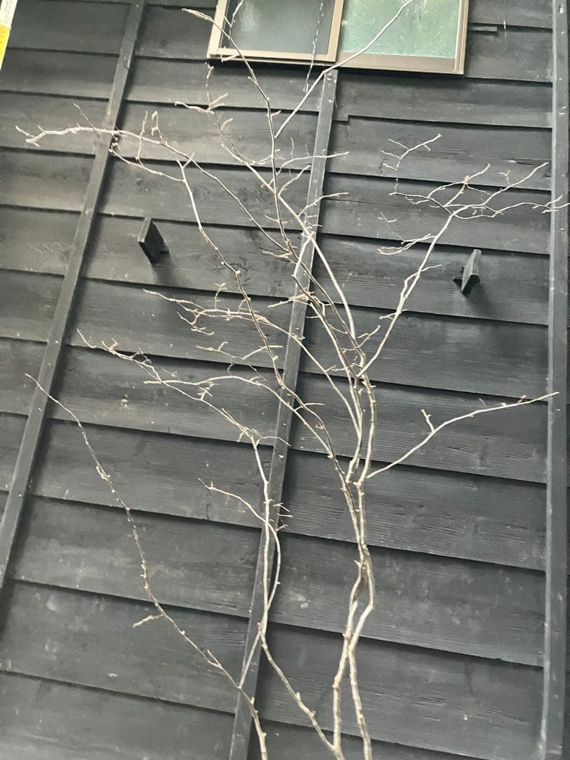 900 山採り　ナツハゼ