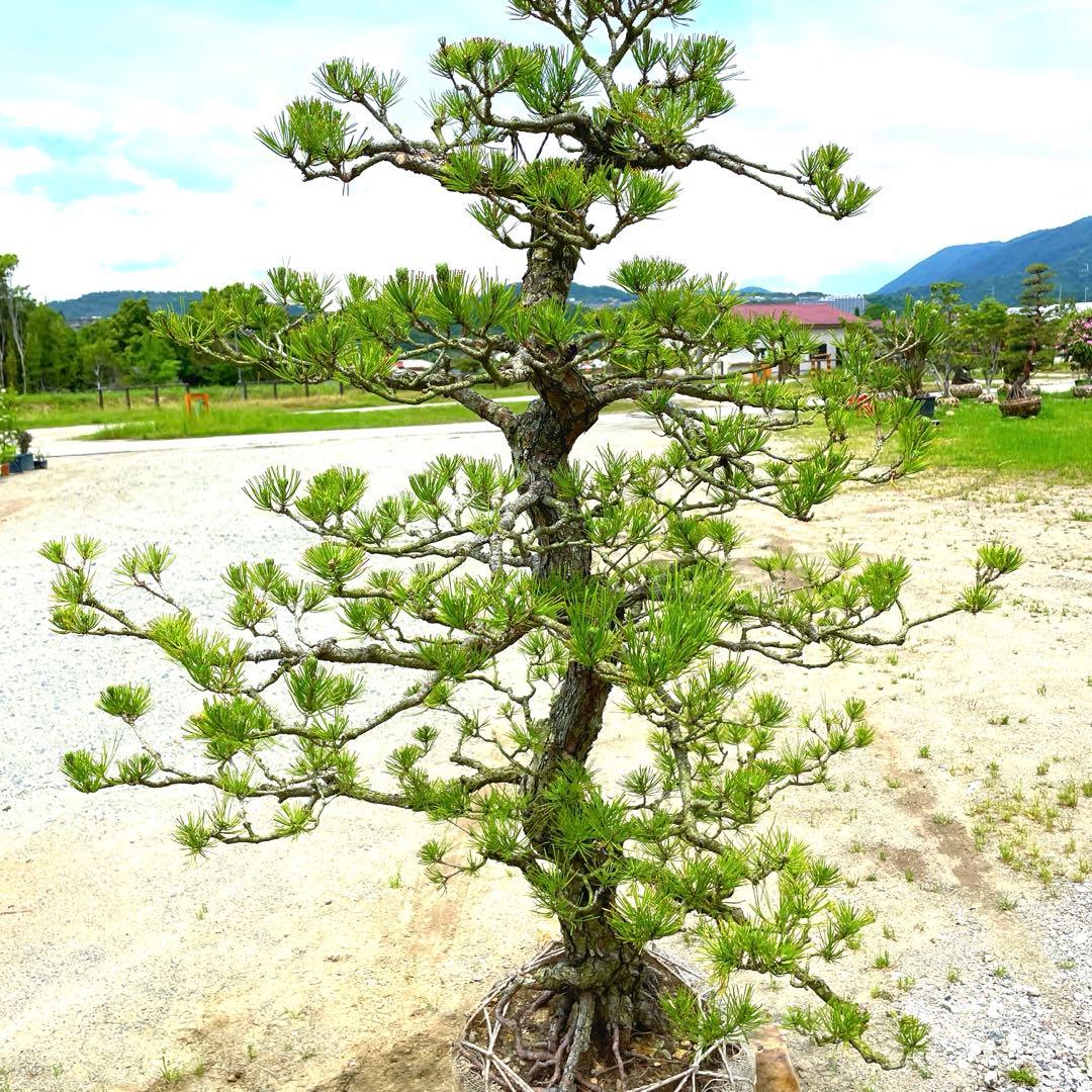 や*す様 三河黒松『全長約180㎝赤松/五葉松,盆栽 近畿地方限定着払い配達&植