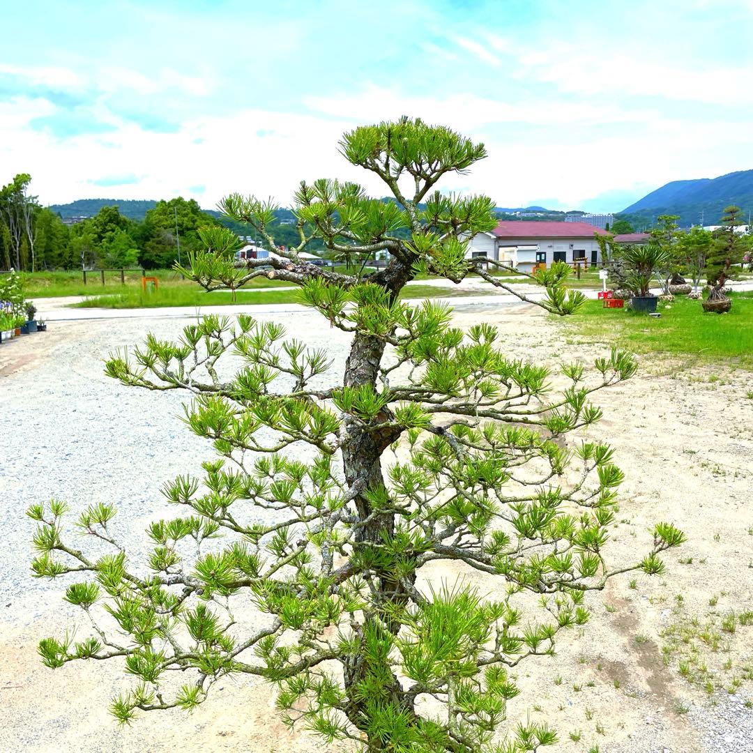 や*す様 三河黒松『全長約180㎝赤松/五葉松,盆栽 近畿地方限定着払い配達&植