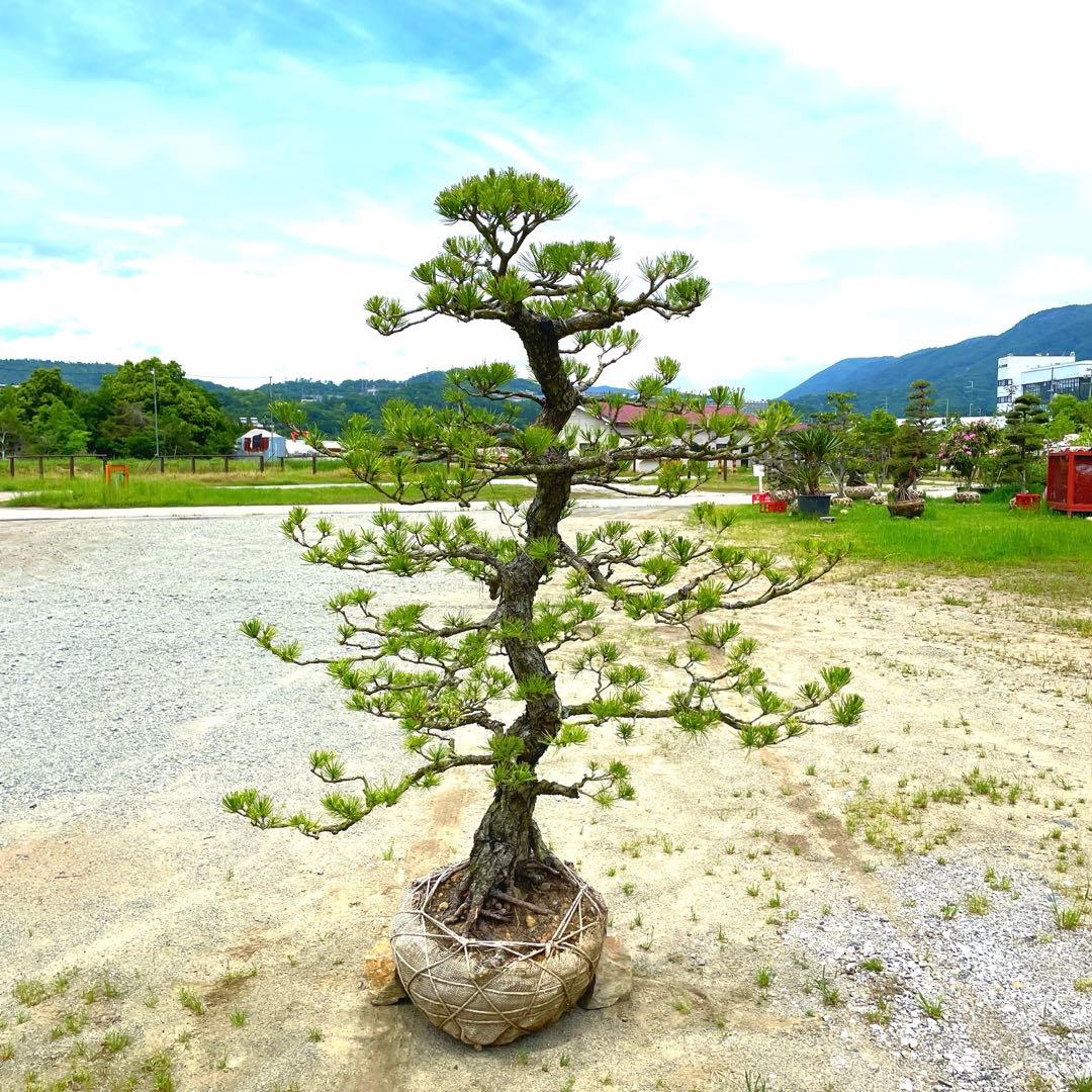 や*す様 三河黒松『全長約180㎝赤松/五葉松,盆栽 近畿地方限定着払い配達&植