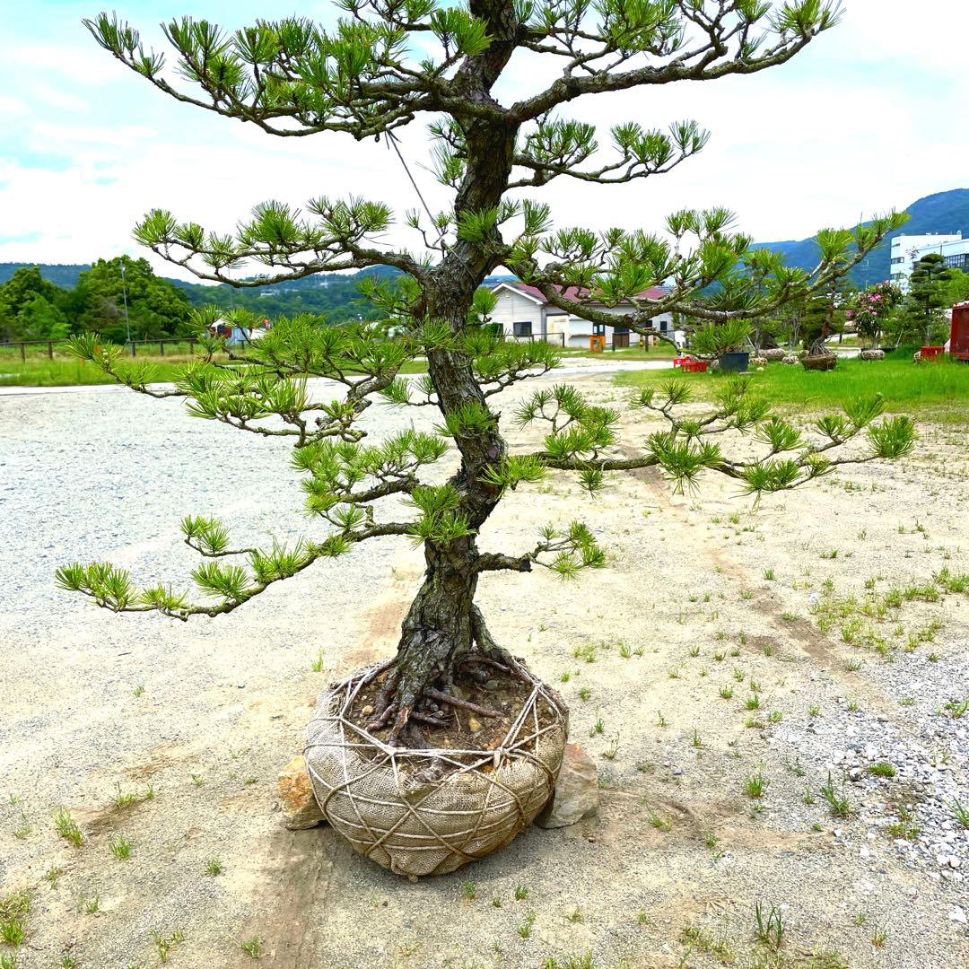 や*す様 三河黒松『全長約180㎝赤松/五葉松,盆栽 近畿地方限定着払い配達&植
