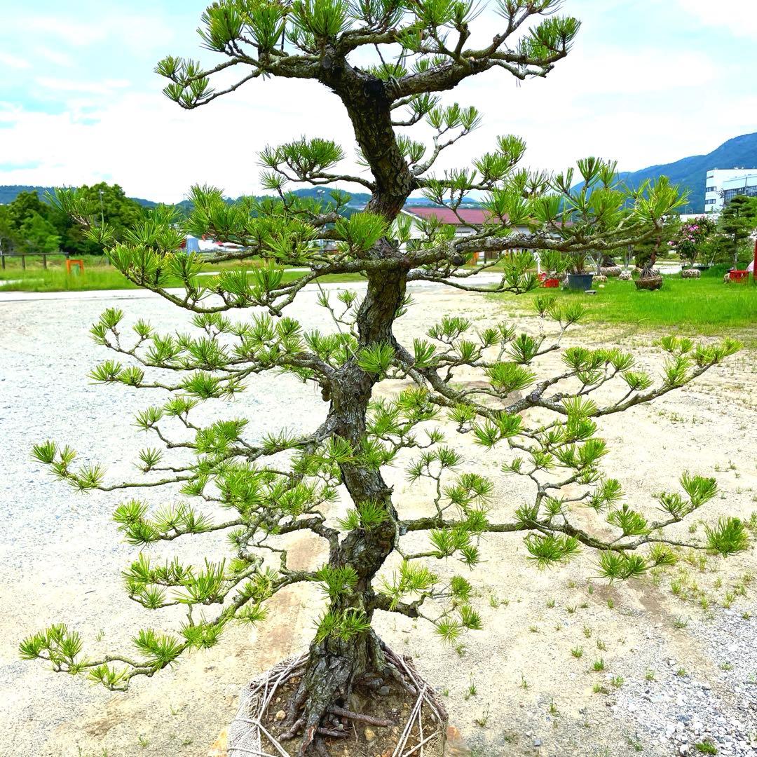 や*す様 三河黒松『全長約180㎝赤松/五葉松,盆栽 近畿地方限定着払い配達&植