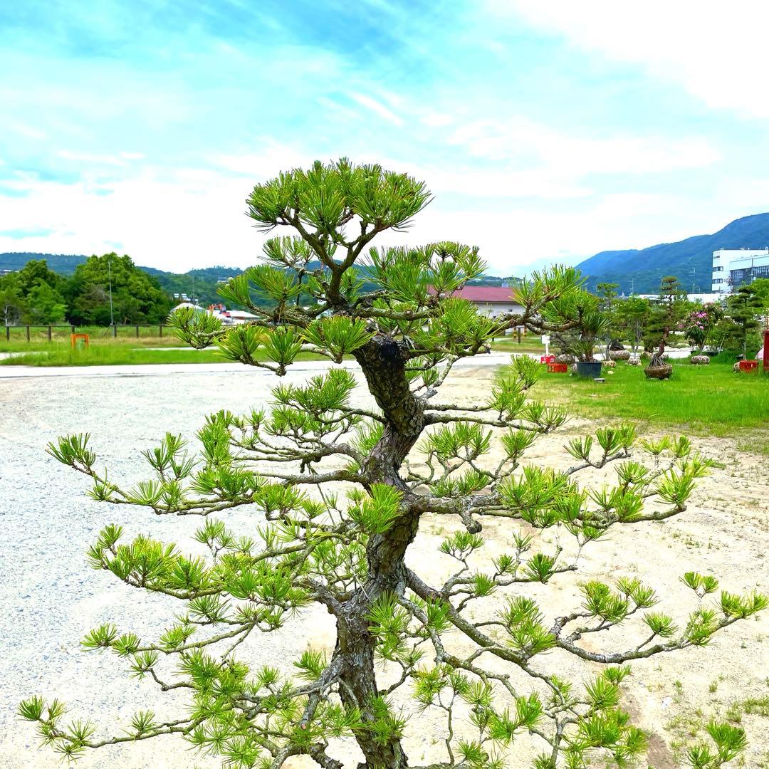 や*す様 三河黒松『全長約180㎝赤松/五葉松,盆栽 近畿地方限定着払い配達&植