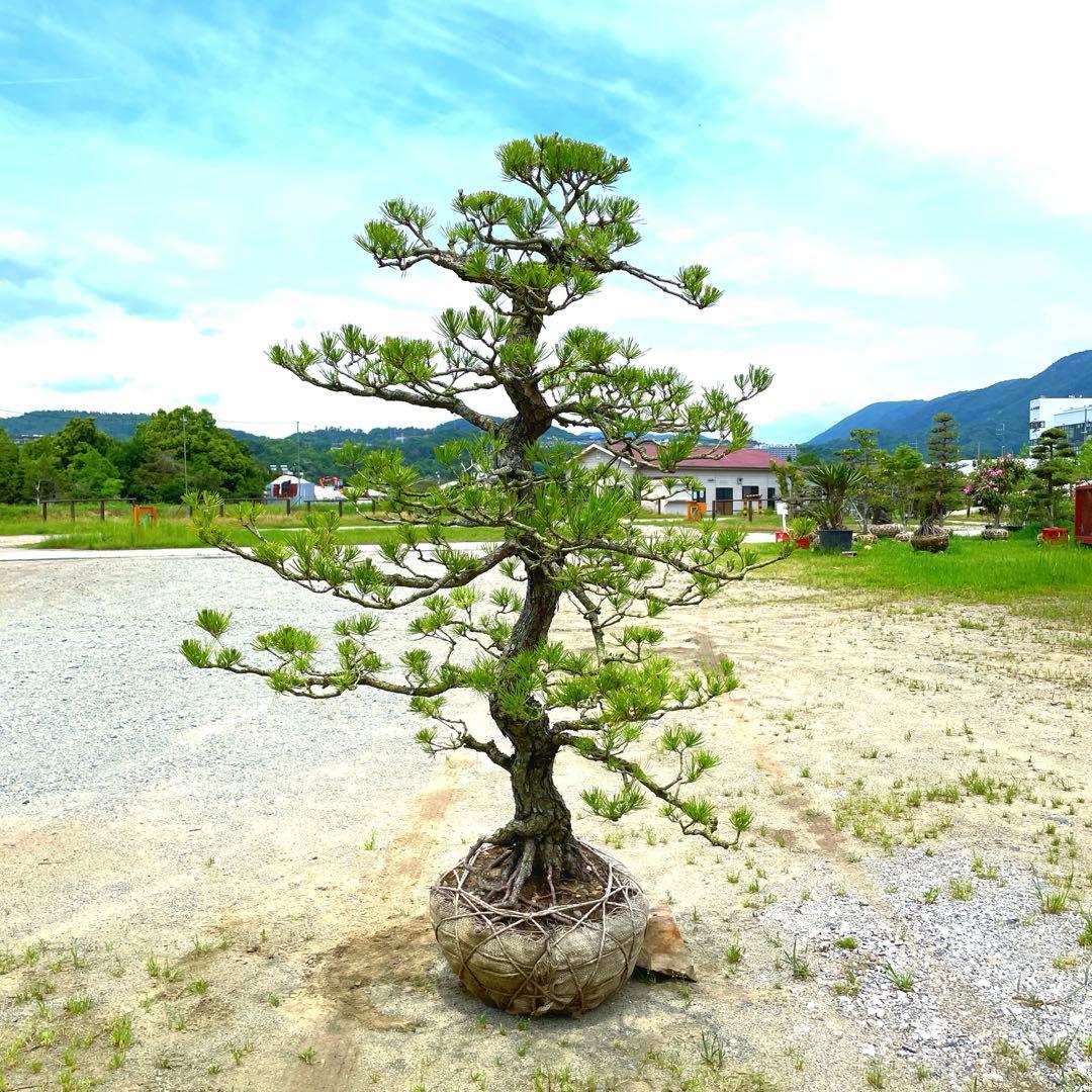 や*す様 三河黒松『全長約180㎝赤松/五葉松,盆栽 近畿地方限定着払い配達&植