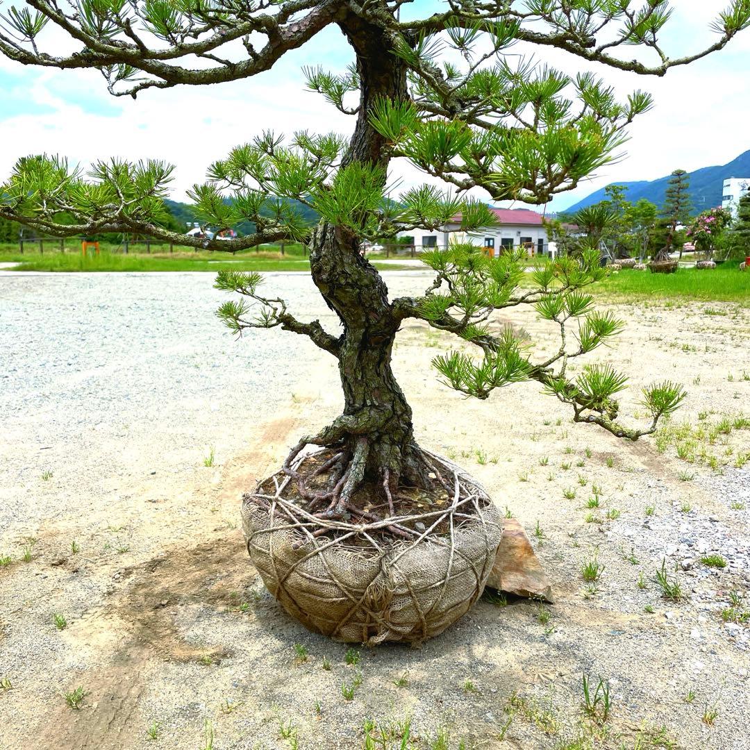 や*す様 三河黒松『全長約180㎝赤松/五葉松,盆栽 近畿地方限定着払い配達&植
