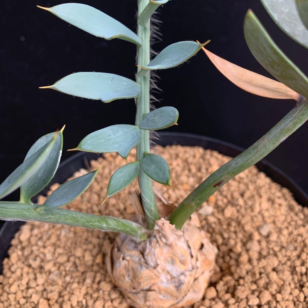 【南ア産・発根済】エンセファラルトス・ホリダス ｜No.3-50