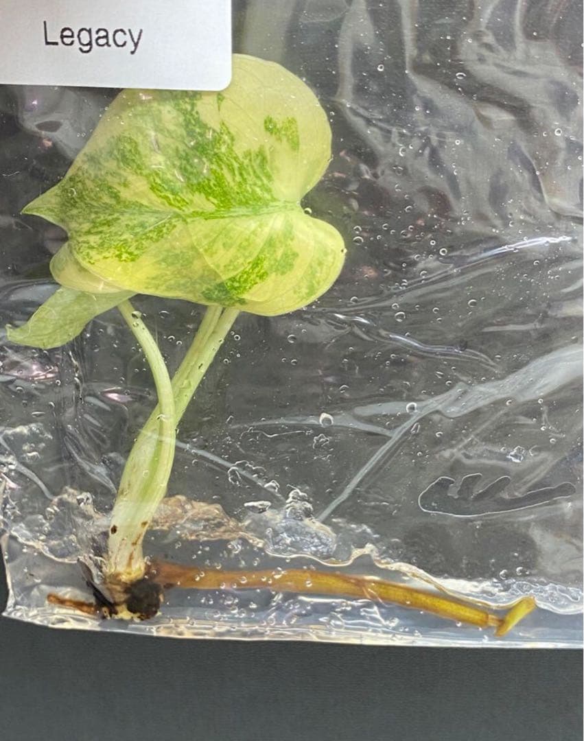 ② モンステラ　レガシー　組織培養