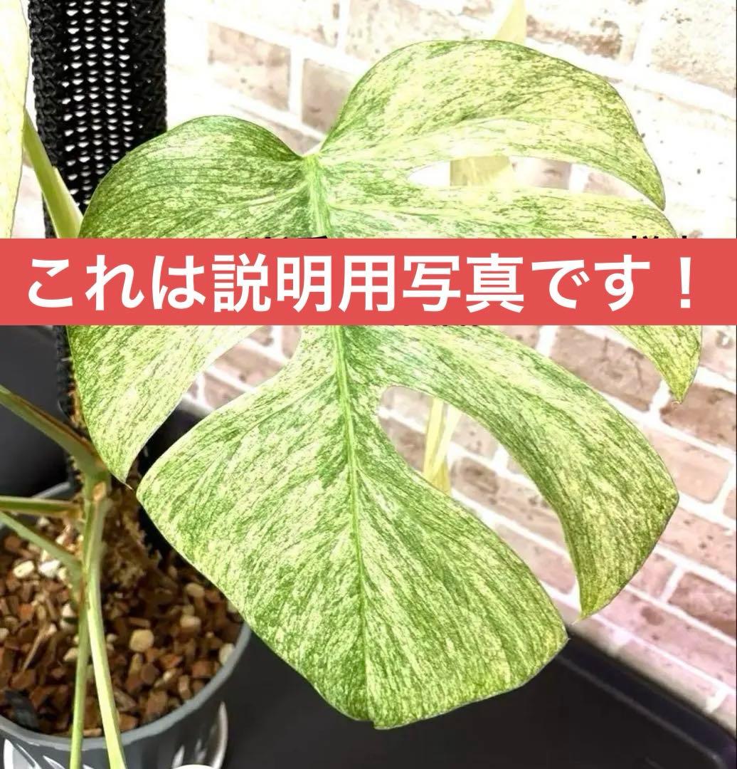 専用商品　モンステラ　ミント　2