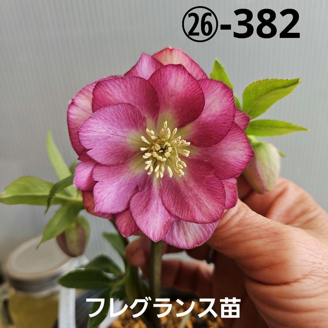 tokotoko様ご購入苗㉖-382クリスマスローズ