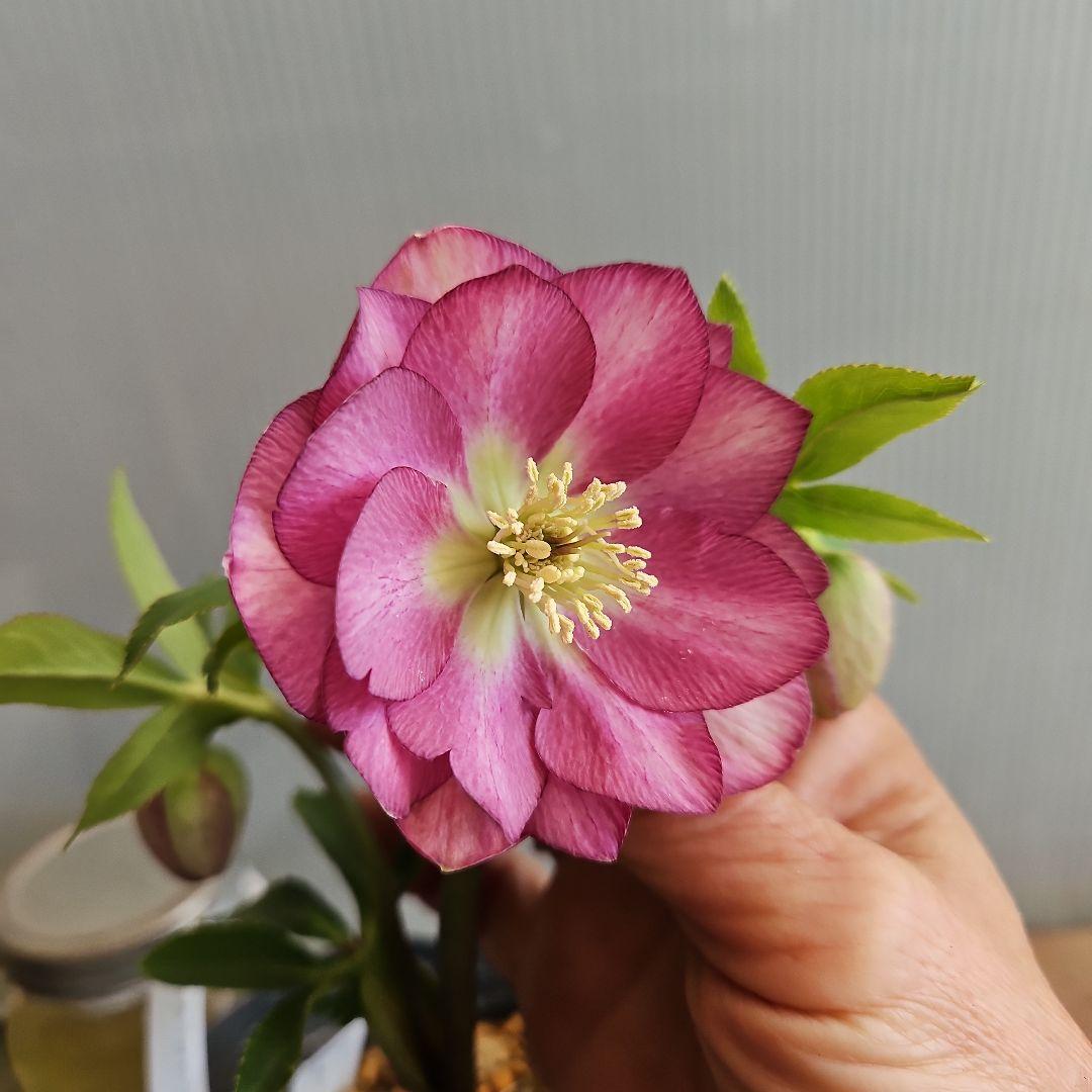 tokotoko様ご購入苗㉖-382クリスマスローズ