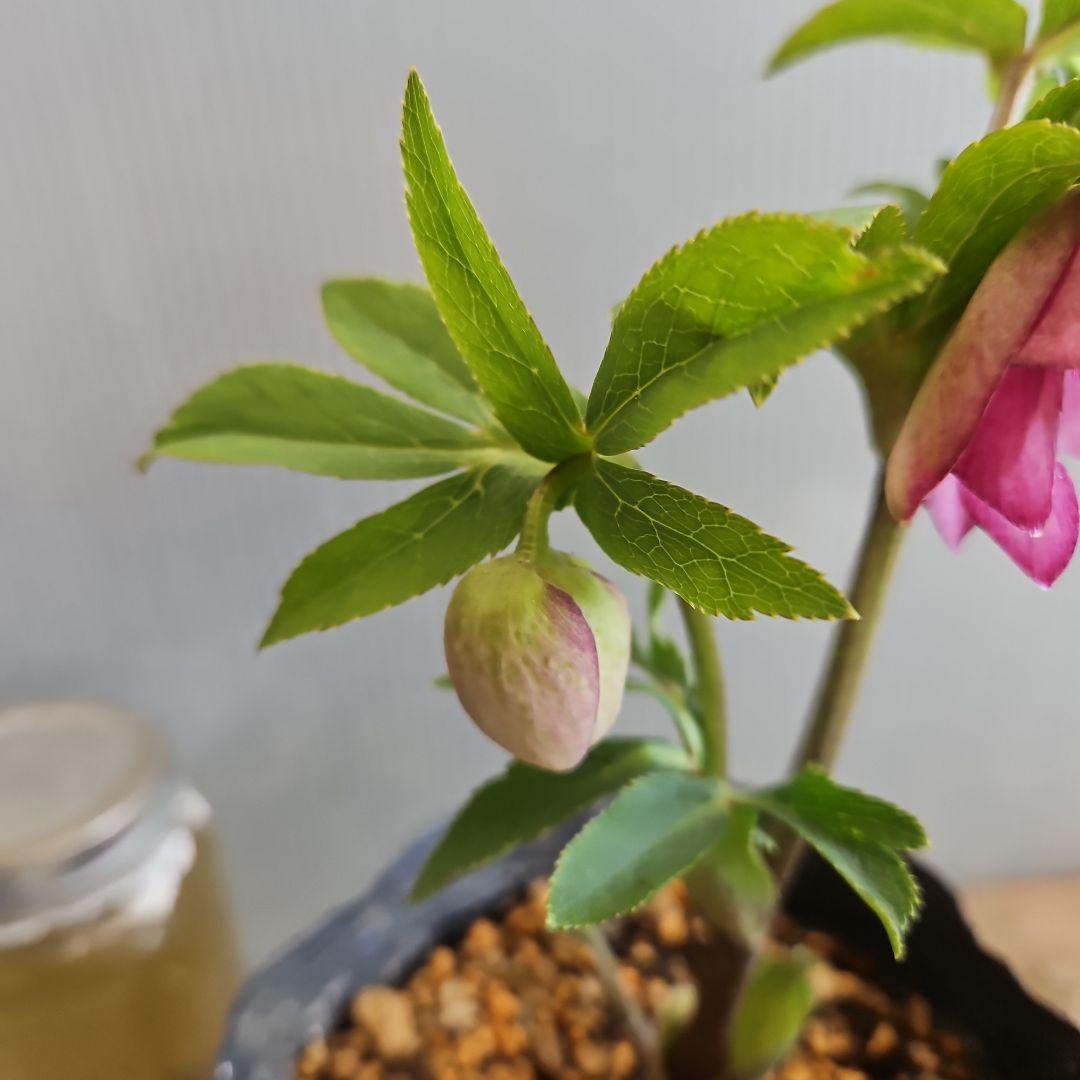 tokotoko様ご購入苗㉖-382クリスマスローズ