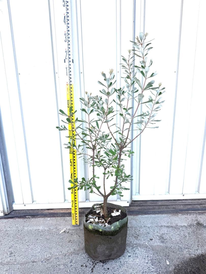 コーストバンクシア・オージープランツ・ ロックガーデン①