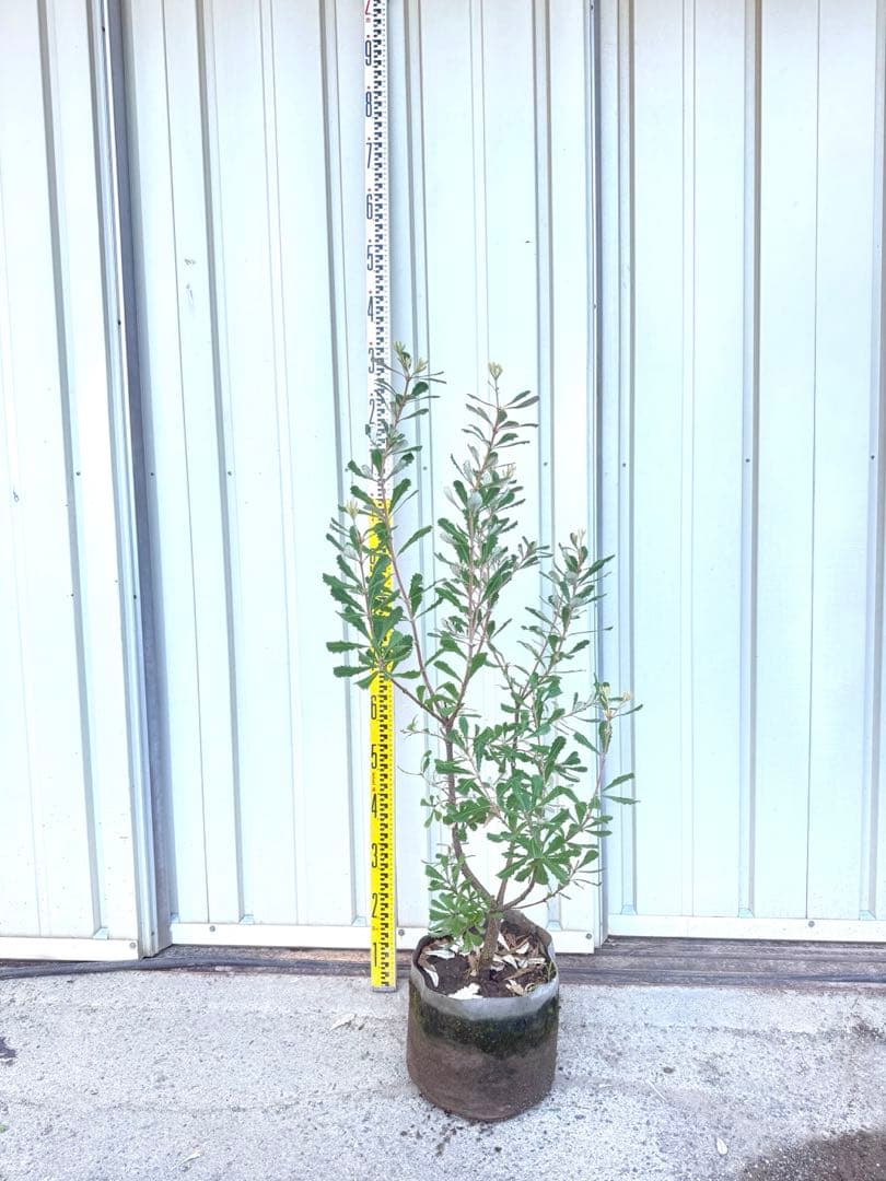 コーストバンクシア・オージープランツ・ ロックガーデン①